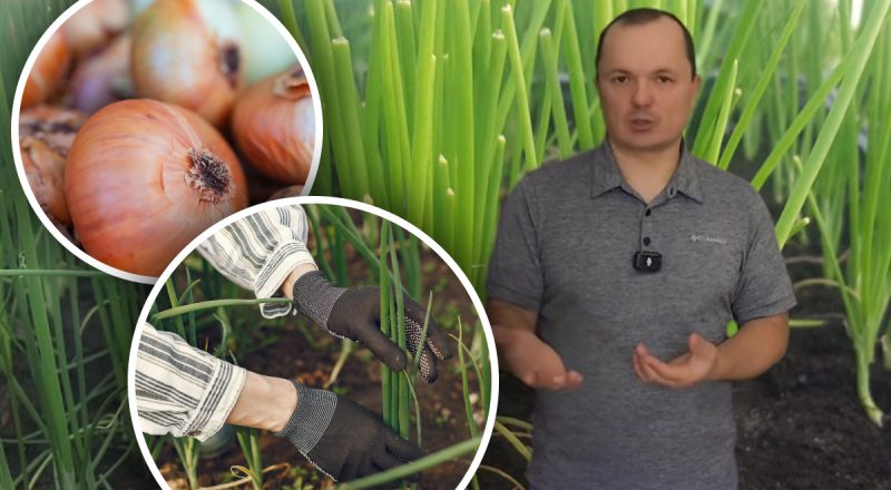 Цибуля виросте розміром з кулак: проста схема посіву без пікірування
