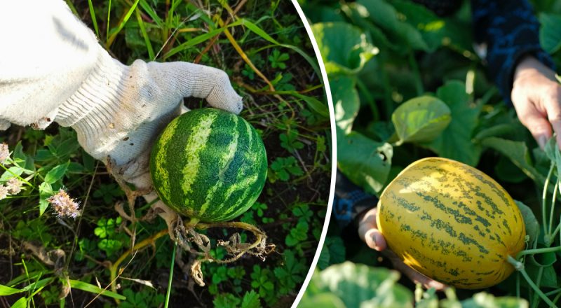 Що буде, якщо посадити дині та кавуни поруч: 3 причини зробити це в 2026 році