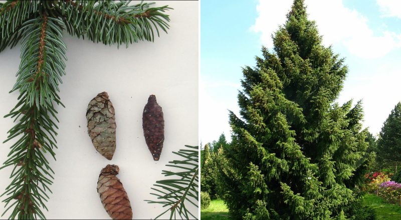 Морози, посуха і смог не страшні: яка ялина підходить для живоплоту