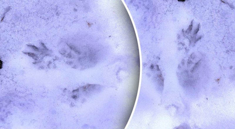 На Одесщине заметили следы редкого хищника: какое дикое животное там поселилось