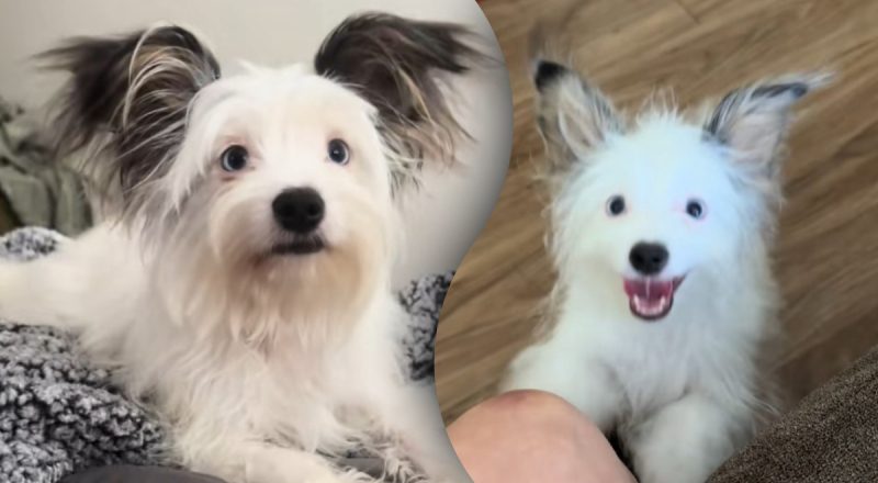 Собака из приюта спустя 2 года удивила хозяйку: все дело в ее ушах