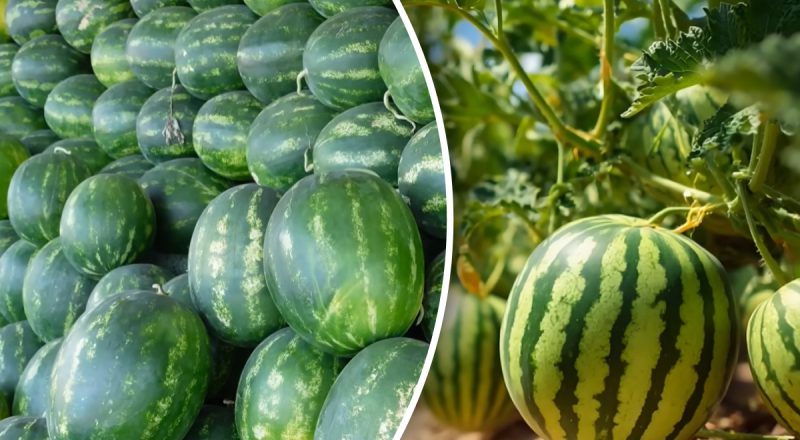 Кавуни до 12 кг: який сорт вибрати в 2026