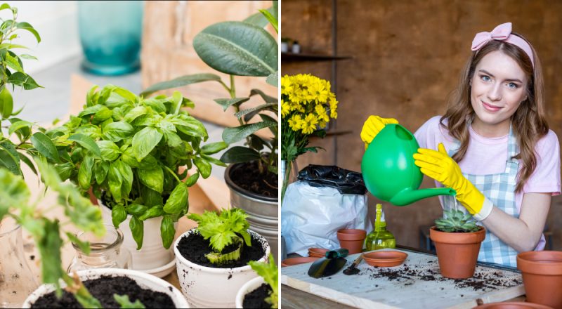 У ґрунту теж є термін придатності: як зрозуміти, що земля для квітів зіпсувалася