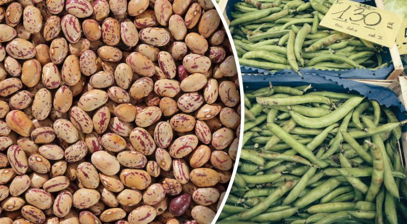 У одних фасоль растет ведрами, а у других почти нет: главная ошибка при посадке