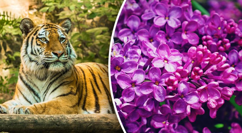 Китайський гороскоп на завтра 7 березня: Тиграм - конфлікти, Собакам - роздратування