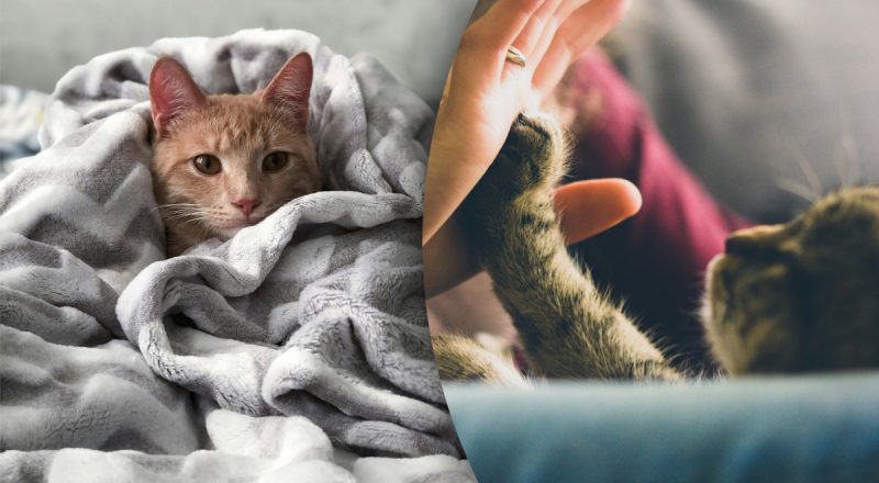 Как кошки показывают хозяевам любовь: жесты, о которых не думают