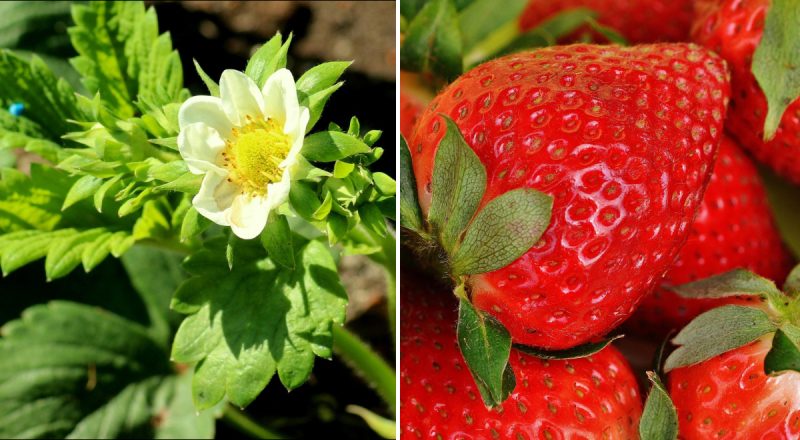 Ягоди можна збирати відрами: чим підгодувати полуницю навесні