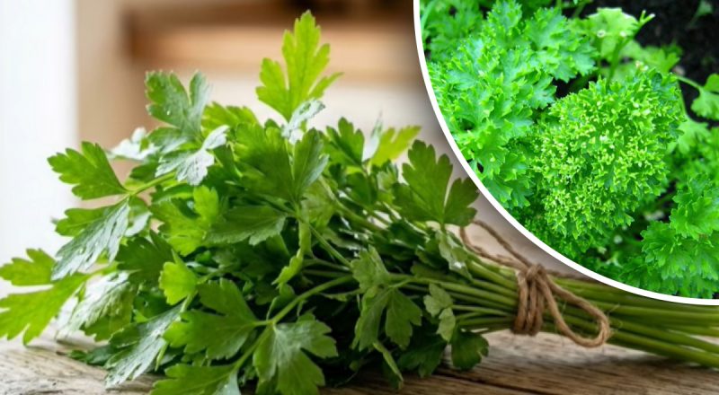 Швидкі сходи петрушки — простий спосіб посіву з домашнім гелем