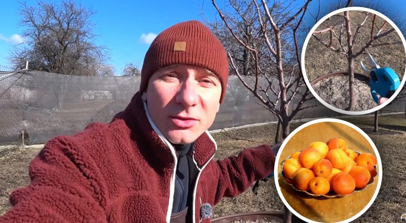 Меньше "жировиков", больше плодов: эксперт раскрыл схему обрезки абрикоса