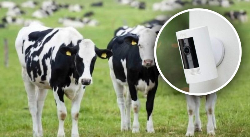 Мужчина проверил камеру видеонаблюдения и не поверил своим глазам – что он увидел