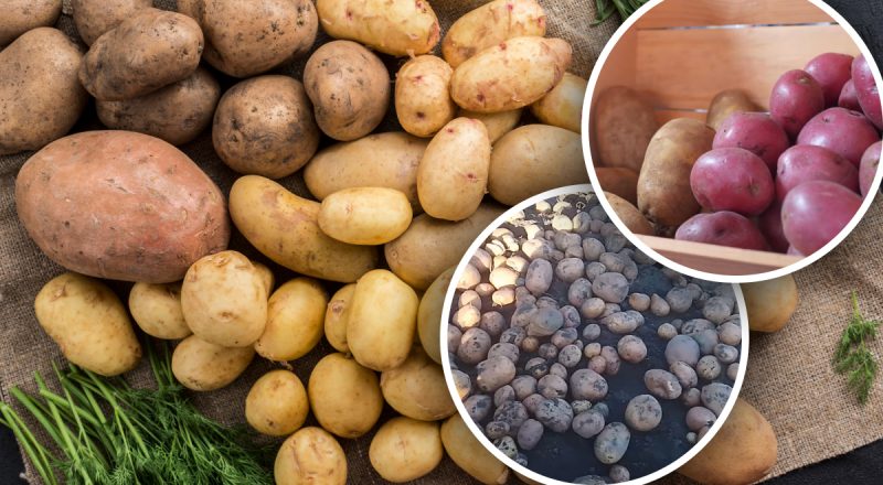Сорти картоплі, що не бояться кліматичних змін - народний топ