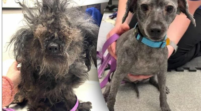 Пол килограмма ковтунов: в США спасли собаку с "панцирем" из шерсти