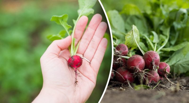 Виросте соковитим і без гіркоти: що обов'язково потрібно зробити з редискою