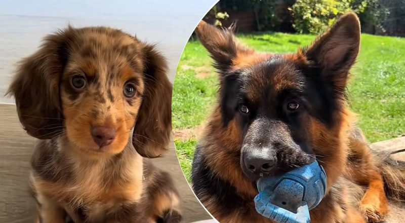 7 щоденних звичок, які можуть образити вашого собаку: про це мало хто замислюється