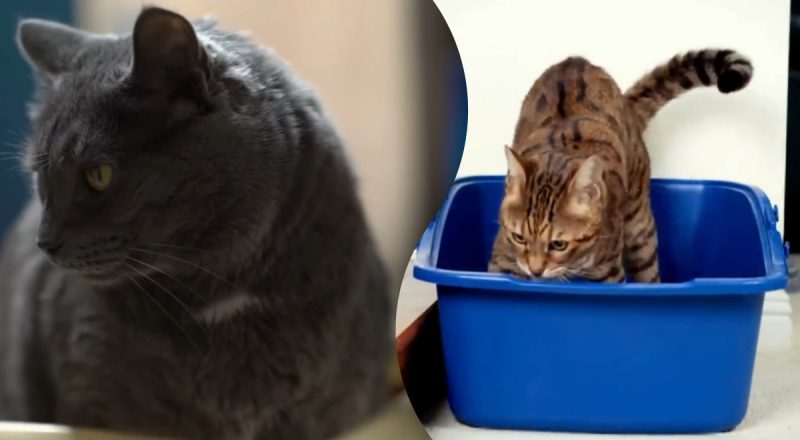 Многие владельцы неправильно устанавливают лотки для кошек — всё из-за одного нюанса