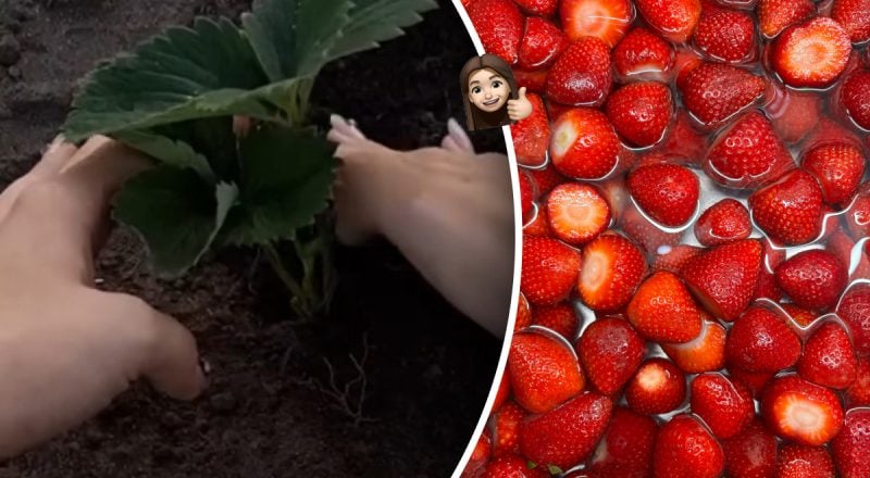 Кущі будуть гнутися під вагою плодів: що покласти під кущі полуниці навесні