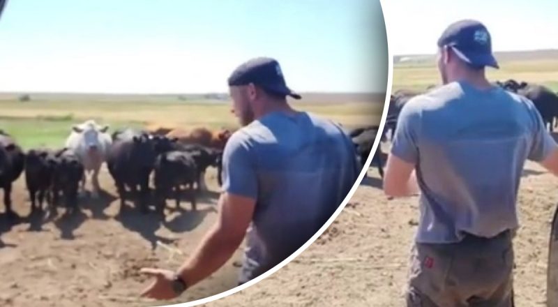 "У мене погані новини": розмова чоловіка з коровами стала вірусною в мережі