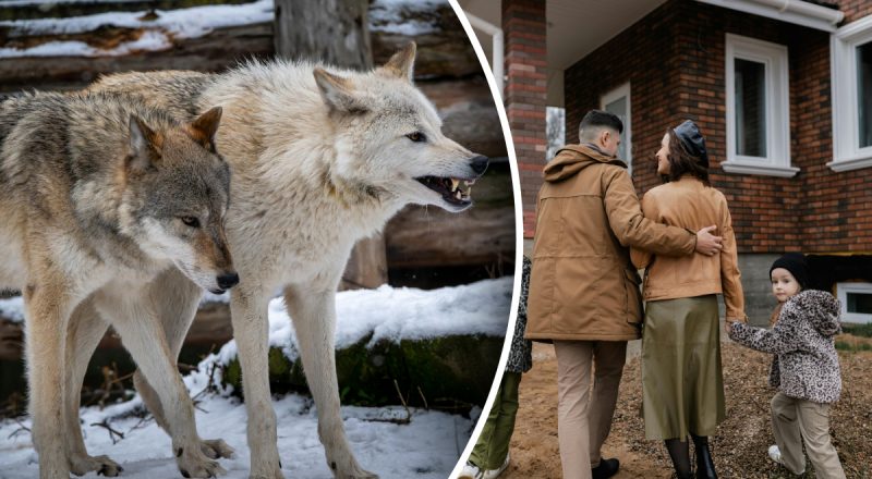 Сім'я втекла з дому: їх тероризували "невідомі чудовиська"
