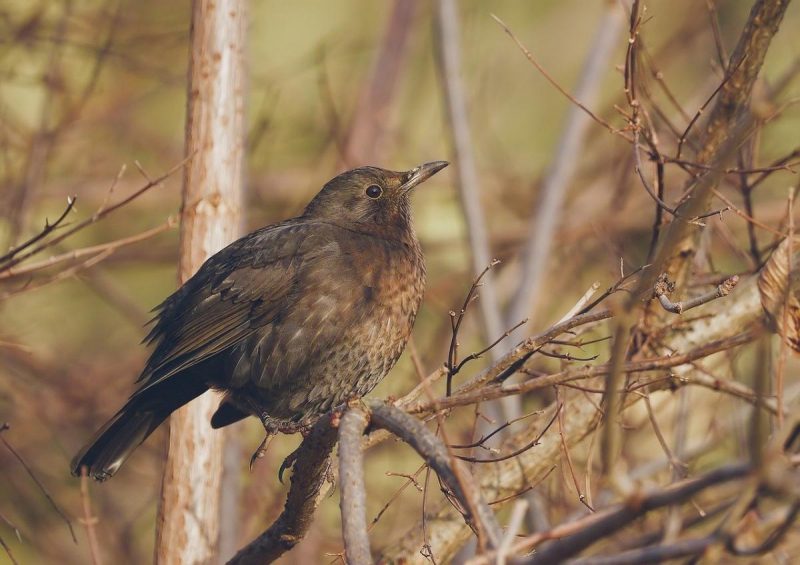 На Полтавщині температура різко впаде нижче 0°C: синоптики сказали коли