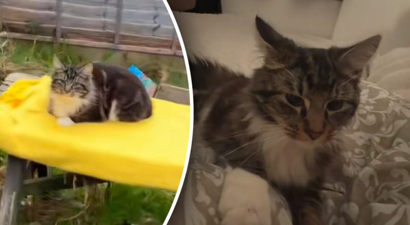 Жінка почула дивні звуки у сусідньому дворі: знахідка виявилася несподіваною