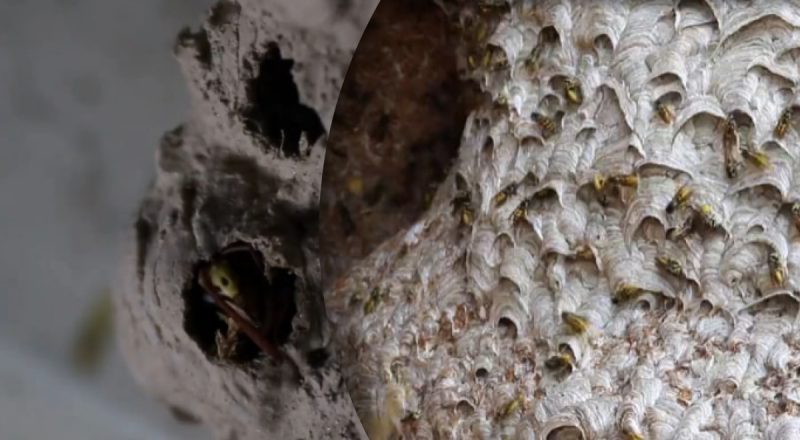На чердаке дома нашли гнездо ос размером с монстра — как оно выглядело
