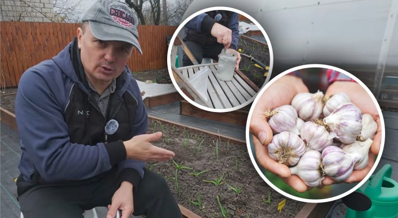 Часник піде в ріст на очах: експерт розкрив точну формулу весняного підживлення