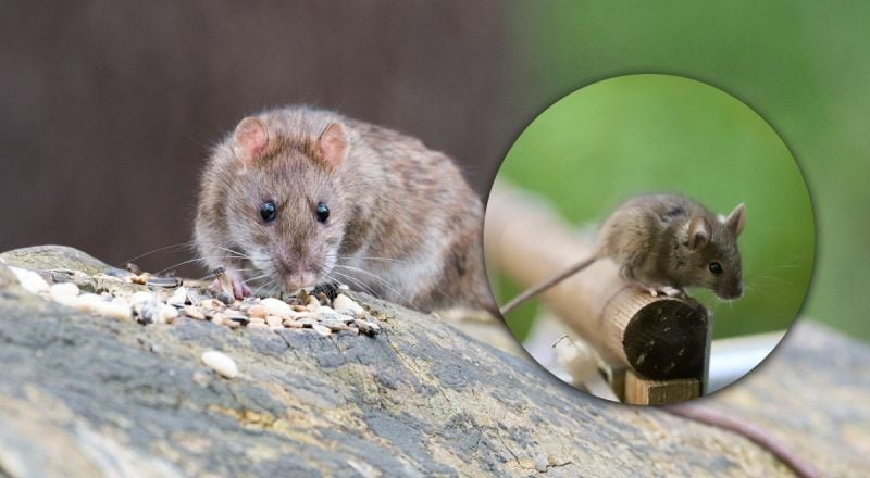 Стане магнітом для всіх гризунів: що не варто ставити у саду навесні