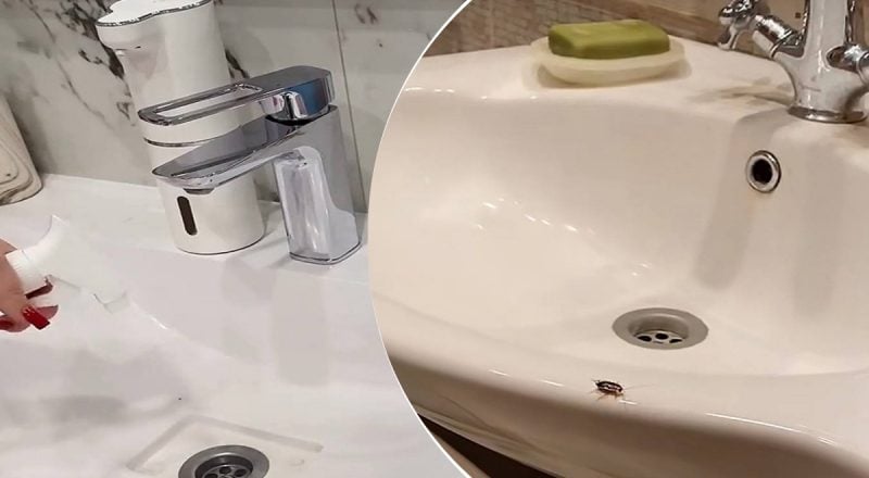 Як раз і назавжди вивести тарганів з квартири: знайдено перевірений спосіб