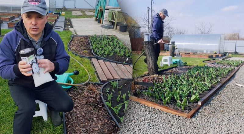 Секрет великих тюльпанів: що обов’язково зробити навесні