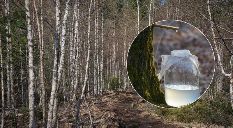Як правильно збирати березовий сік: головні хитрощі, які варто знати усім