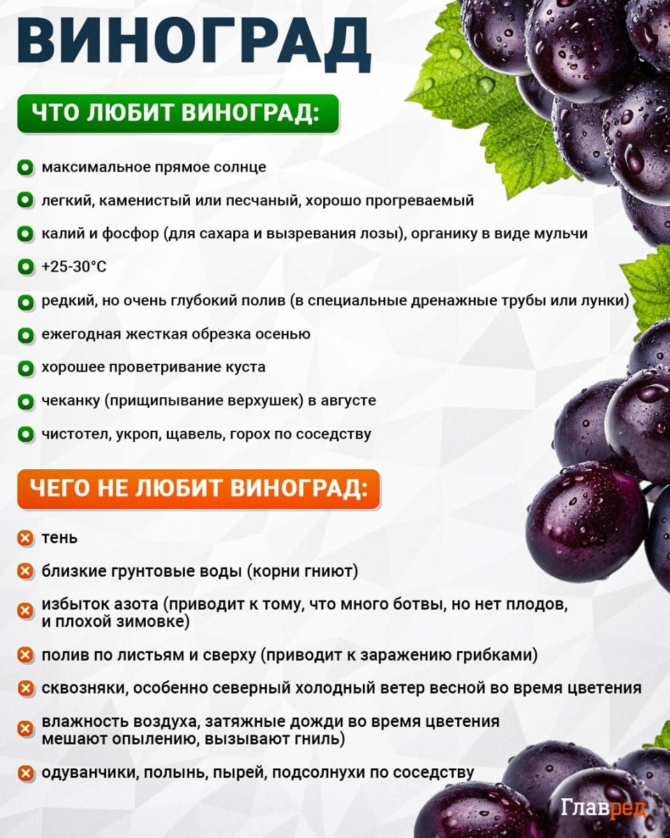 Что любит и чего не любит виноград