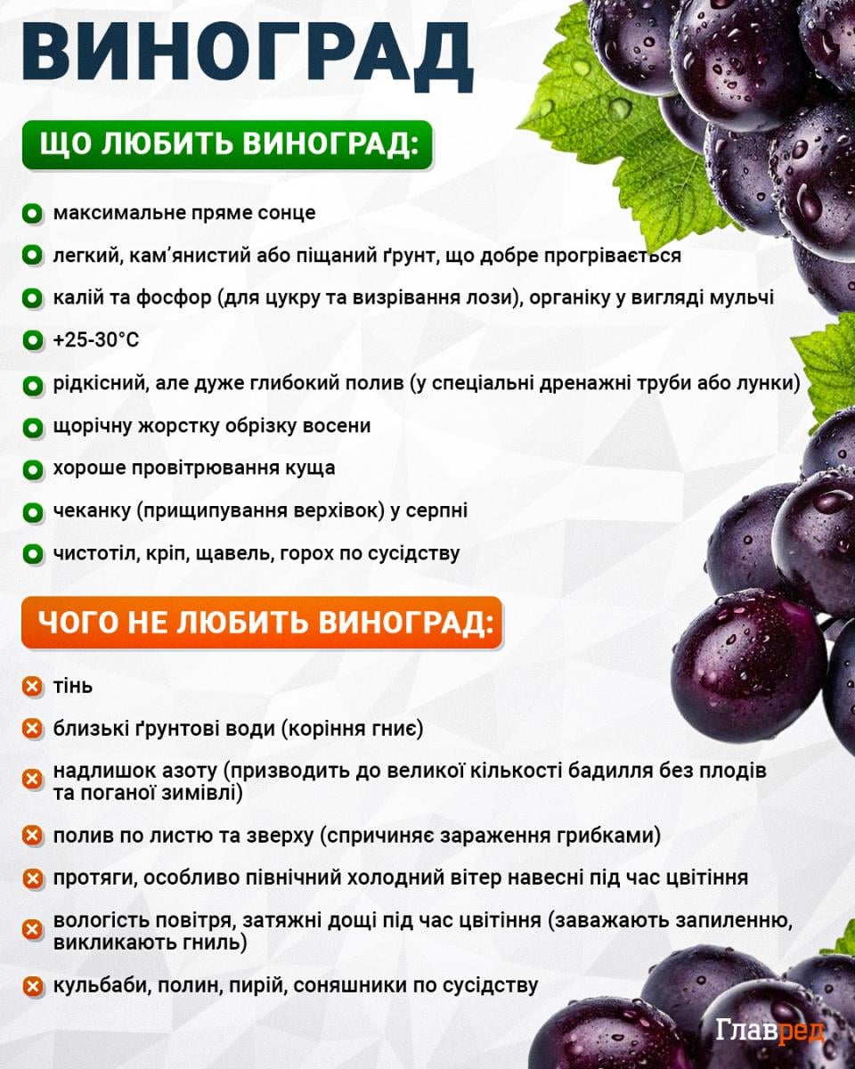 Як врятувати виноград від всихання в серпні: поради досвідченого садівника