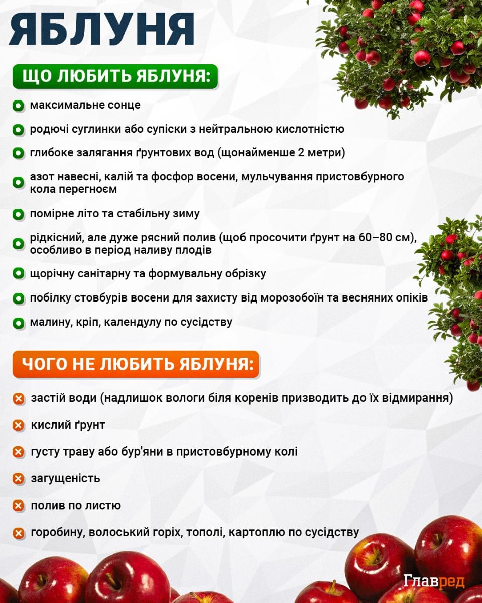 Урожай збільшиться у кілька разів: що найкраще саджати навколо яблунь