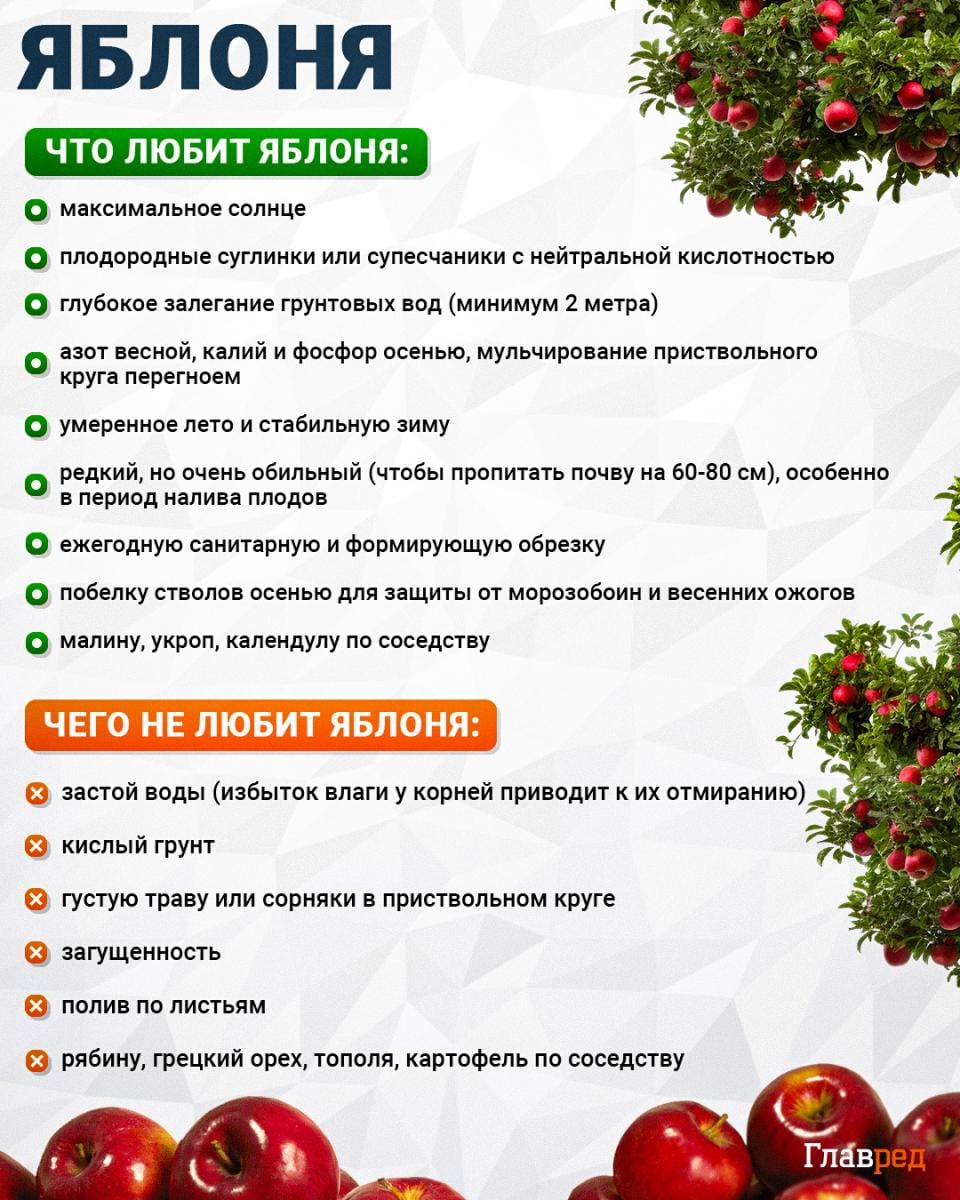 Что любит и чего не любит яблоня Что любит и чего не любит яблоня