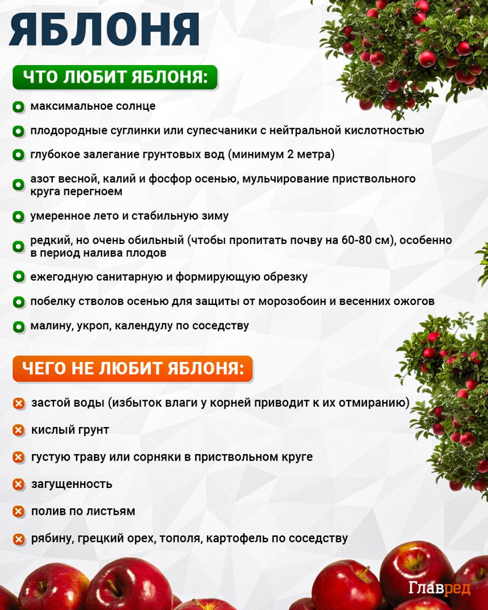 Что любит и чего не любит яблоня