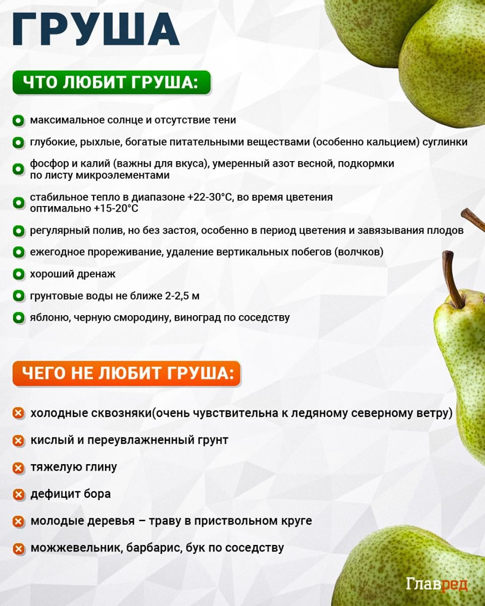 Листья груши быстро чернеют и опадают: как спасти дерево в августе