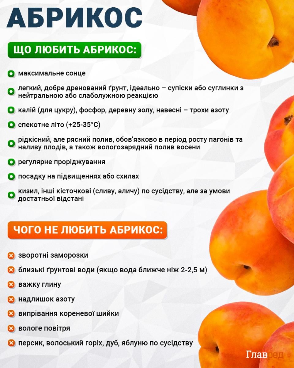 Що любить і не любить абрикос