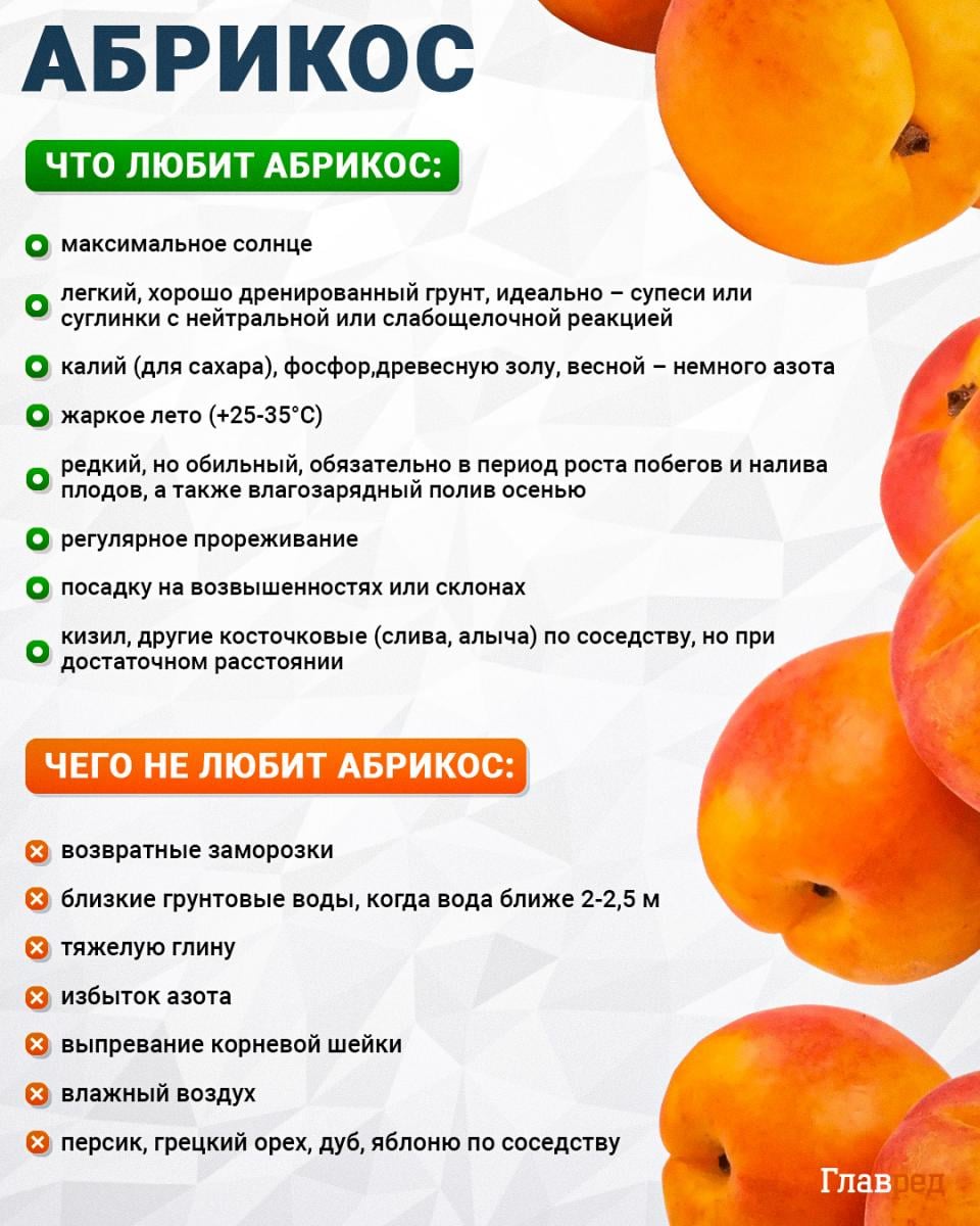 Что любит и чего не любит абрикос