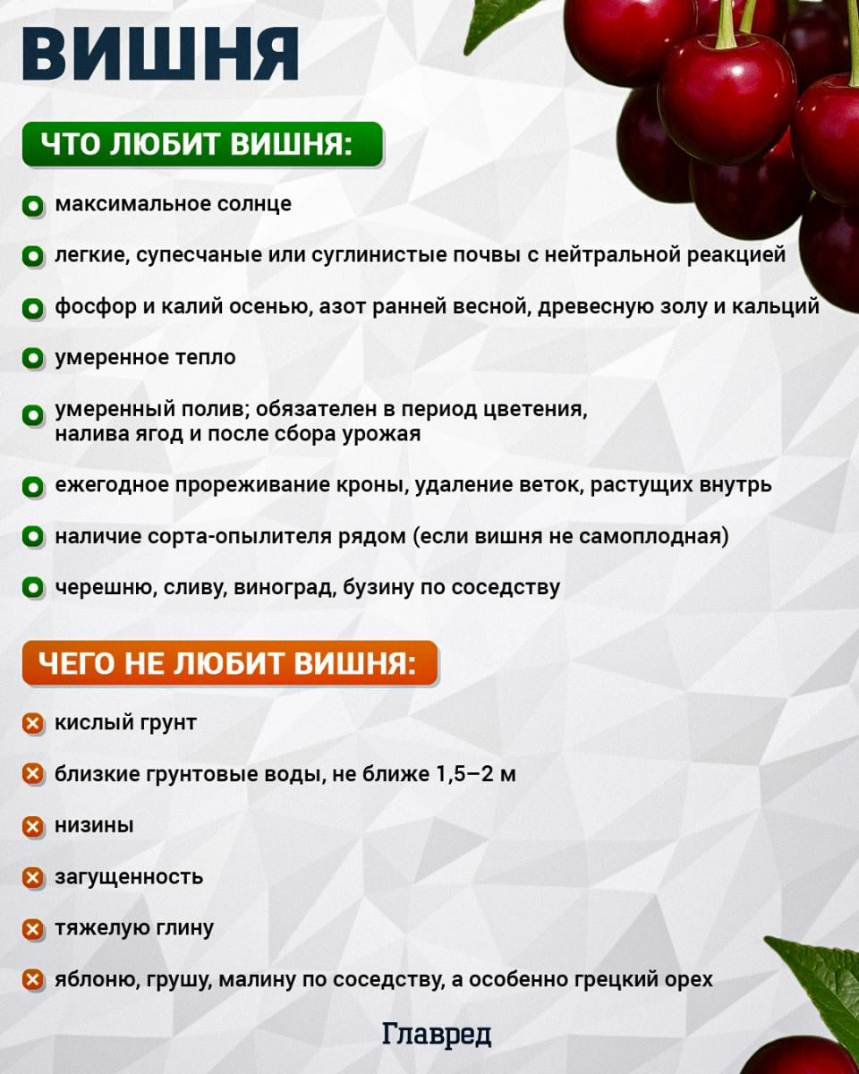 Что любит и чего не любит вишня