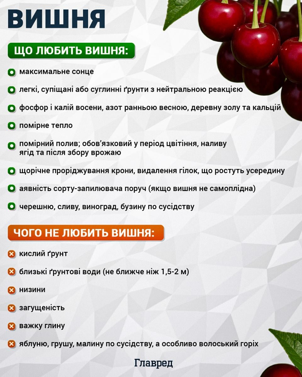 Чим підживити вишню для солодких та великих ягід: рекордний урожай гарантовано