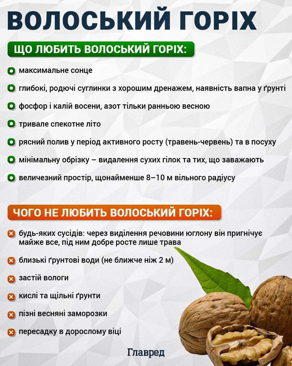 Як не запізнитися зі збором волоських горіхів: найкращий час для урожаю Як не запізнитися зі збором волоських горіхів: найкращий час для урожаю