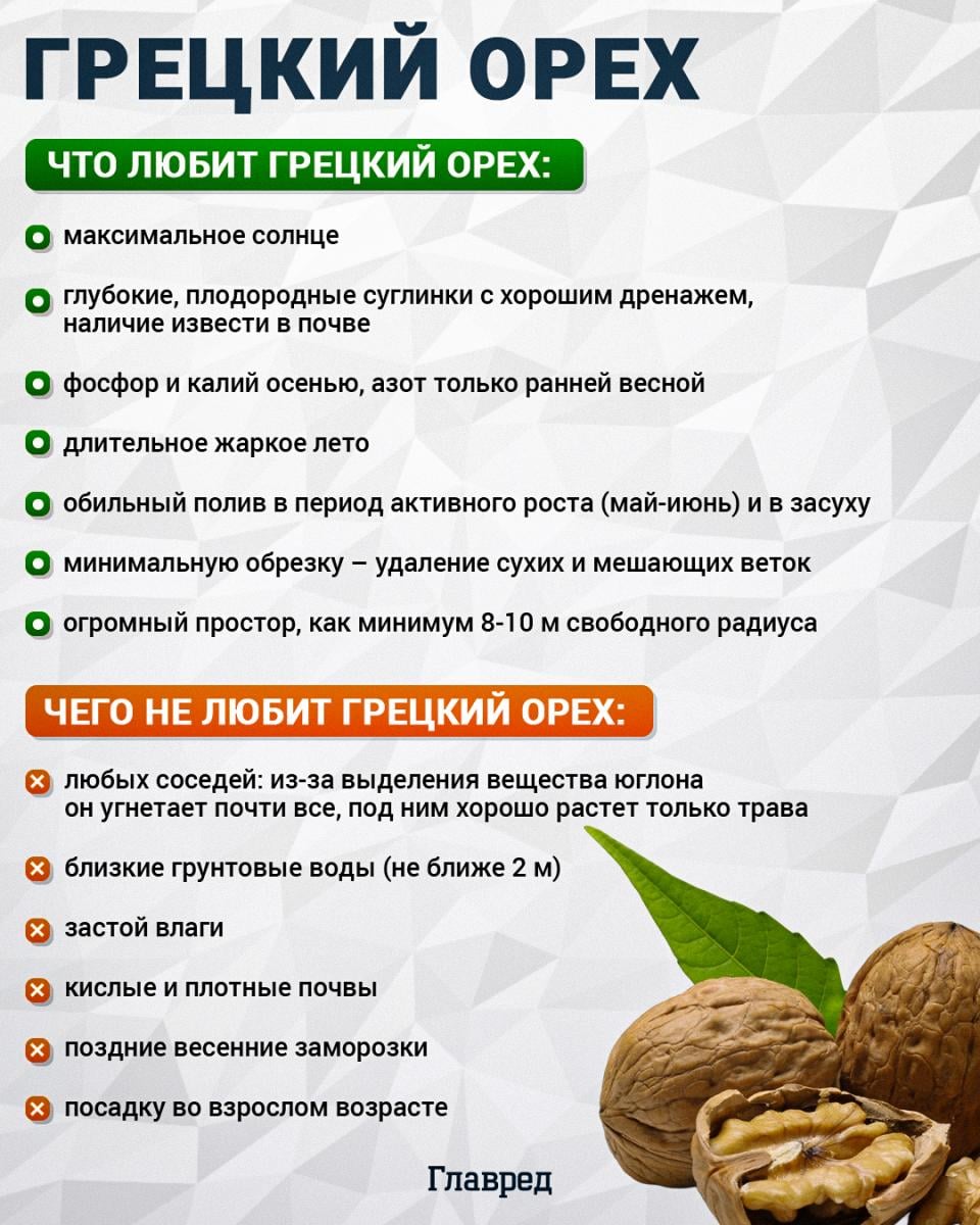 Что любит и чего не любит грецкий орех