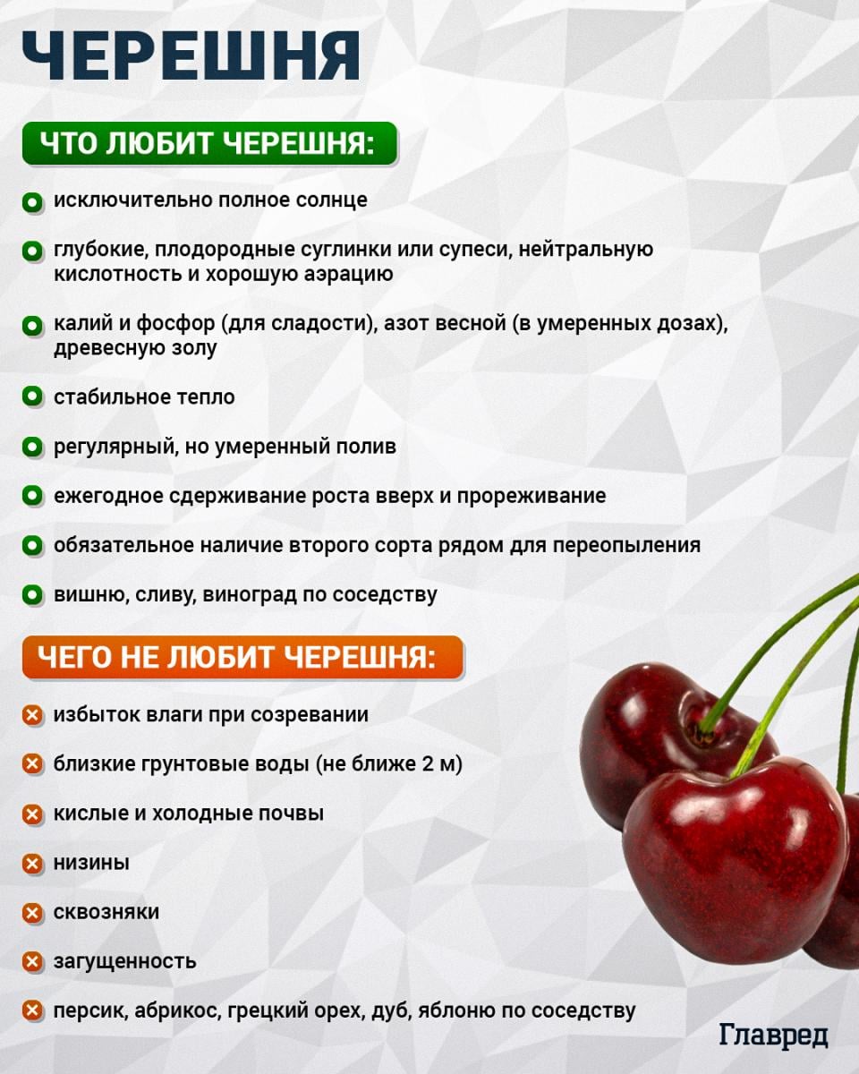 Что любит и чего не любит черешня