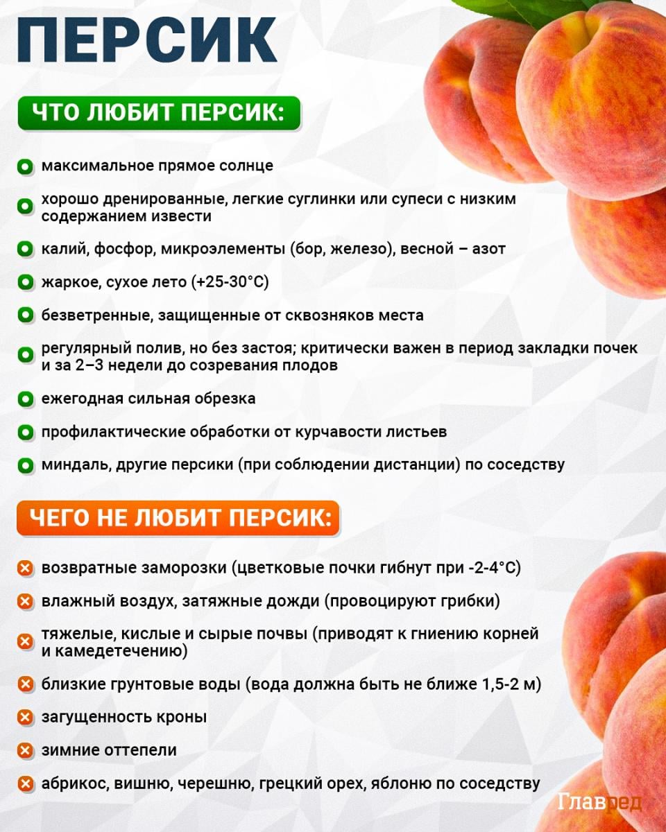 Что любит и чего не любит персик