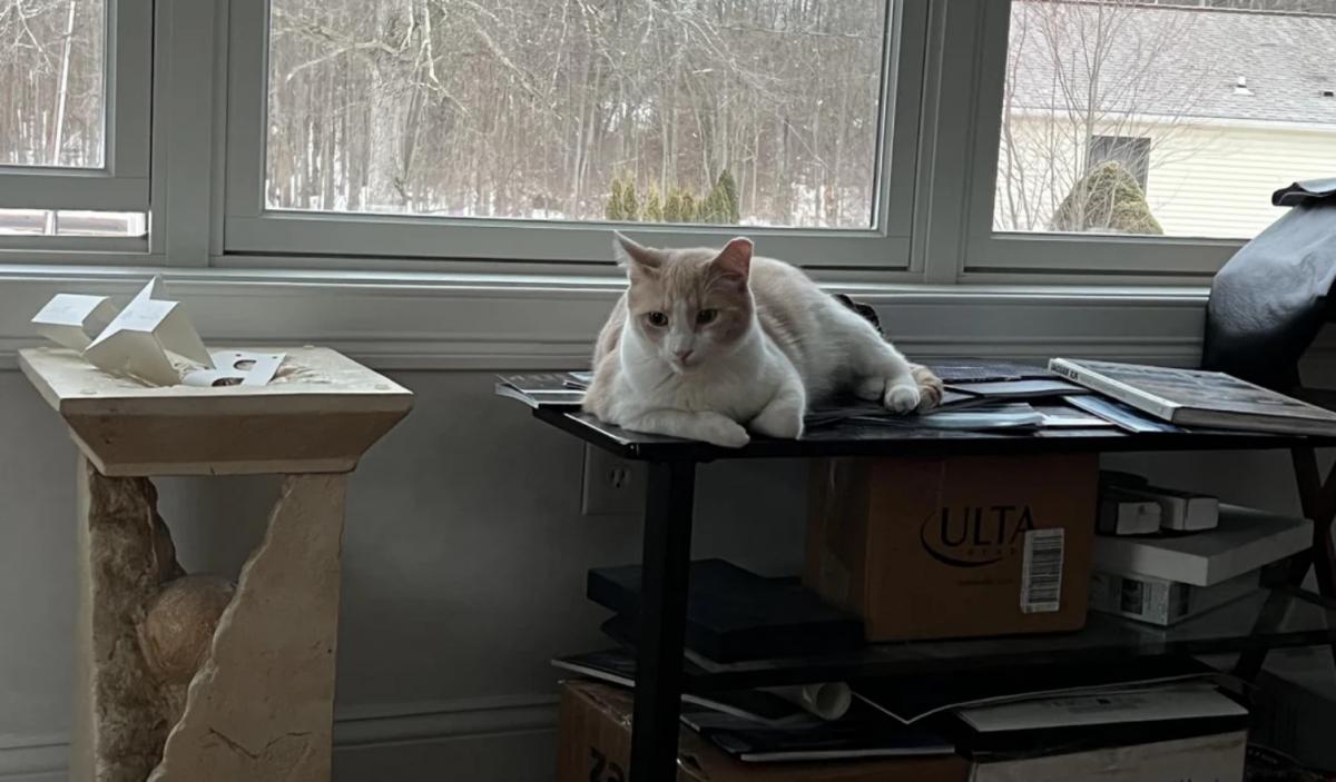 Зазвичай кіт поводиться дуже тихо Зазвичай кіт поводиться дуже тихо