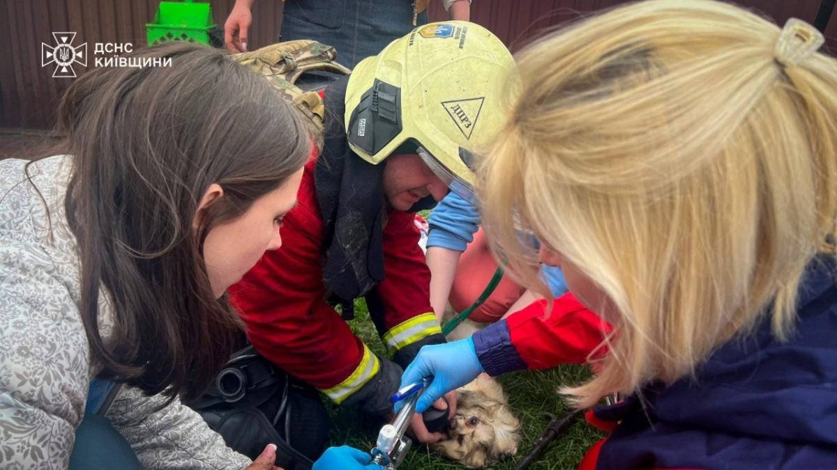 Наслідки удару по ветклініці в Чабанах 3 квітня