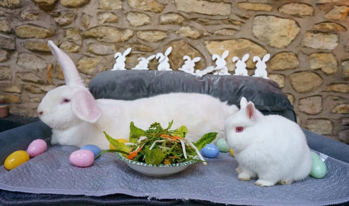 У кроликів є своя власна спальня
