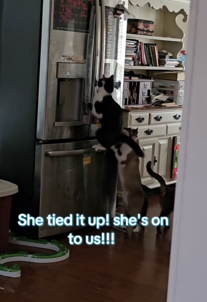 Один із котів наполегливо намагався відкрити дверцята морозильної камери Один із котів наполегливо намагався відкрити дверцята морозильної камери