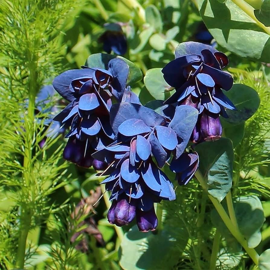 Церинта велика 