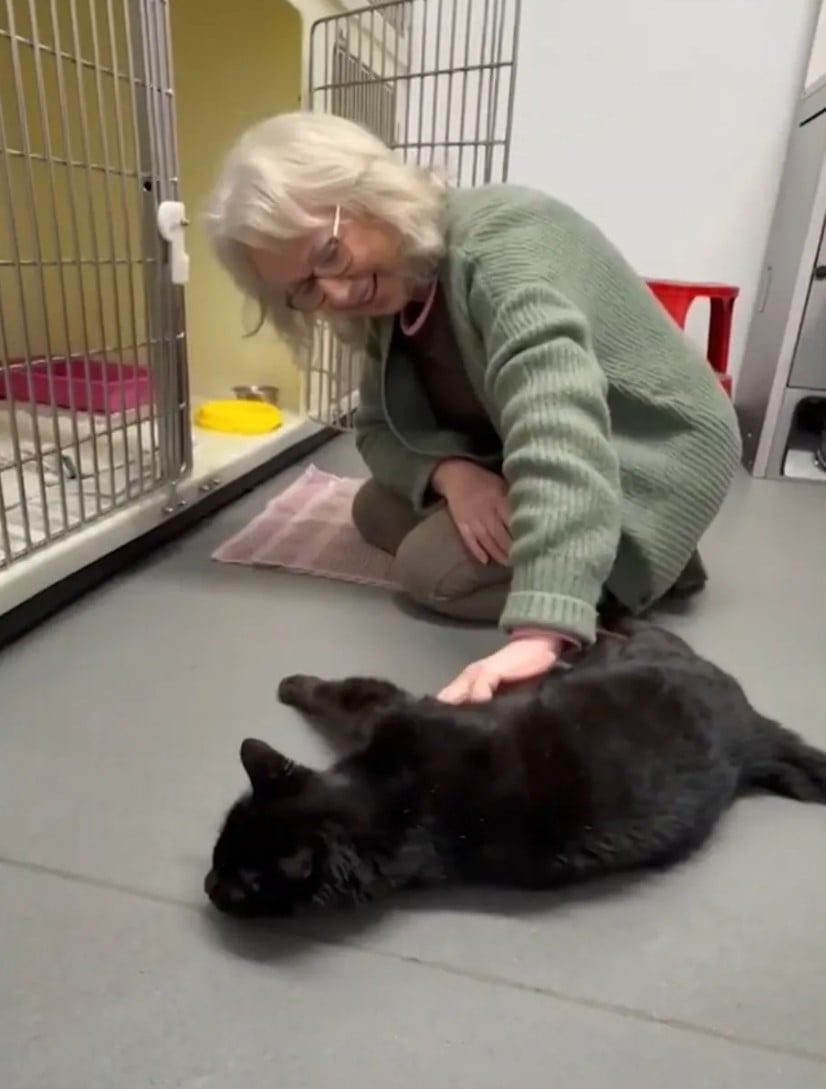 Кіт понад десять років жив на вулиці, переживаючи холодні зими та харчуючись залишками їжі